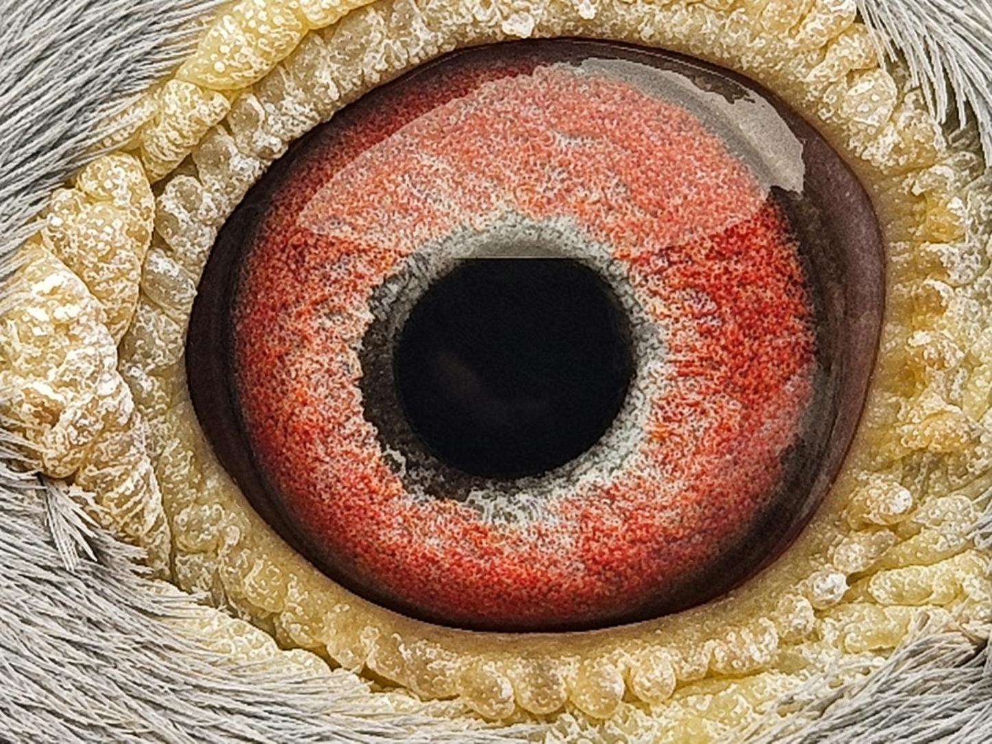 Pigeon eye